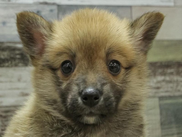 静岡県のハーフ犬 (ペッツワン沼津店/2024年3月9日生まれ/女の子/セーブル)の子犬